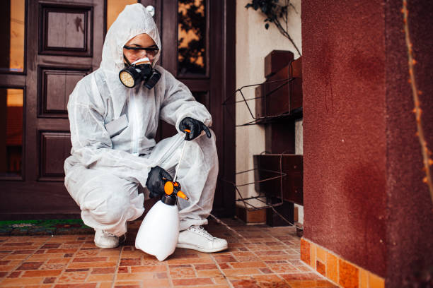Attic and Crawl Space Rodent Treatment in Spring Valley