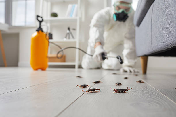 Commercial Rodent Management in Spring Valley